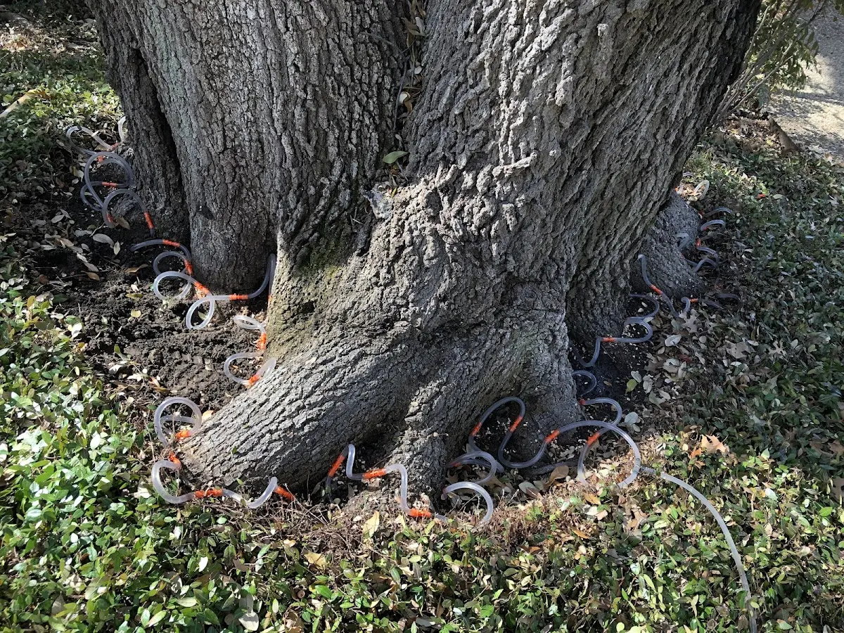 Detailed Tree Cabling and Bracing job site in Hat Creek